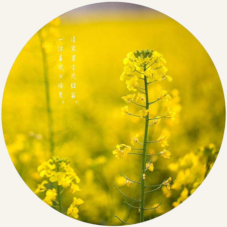 菜花（图ZNDUxMzI1NDg=） - 风光摄影 - 站酷设计师啓之的摄影观原创素材 - 站酷ZCOOL
