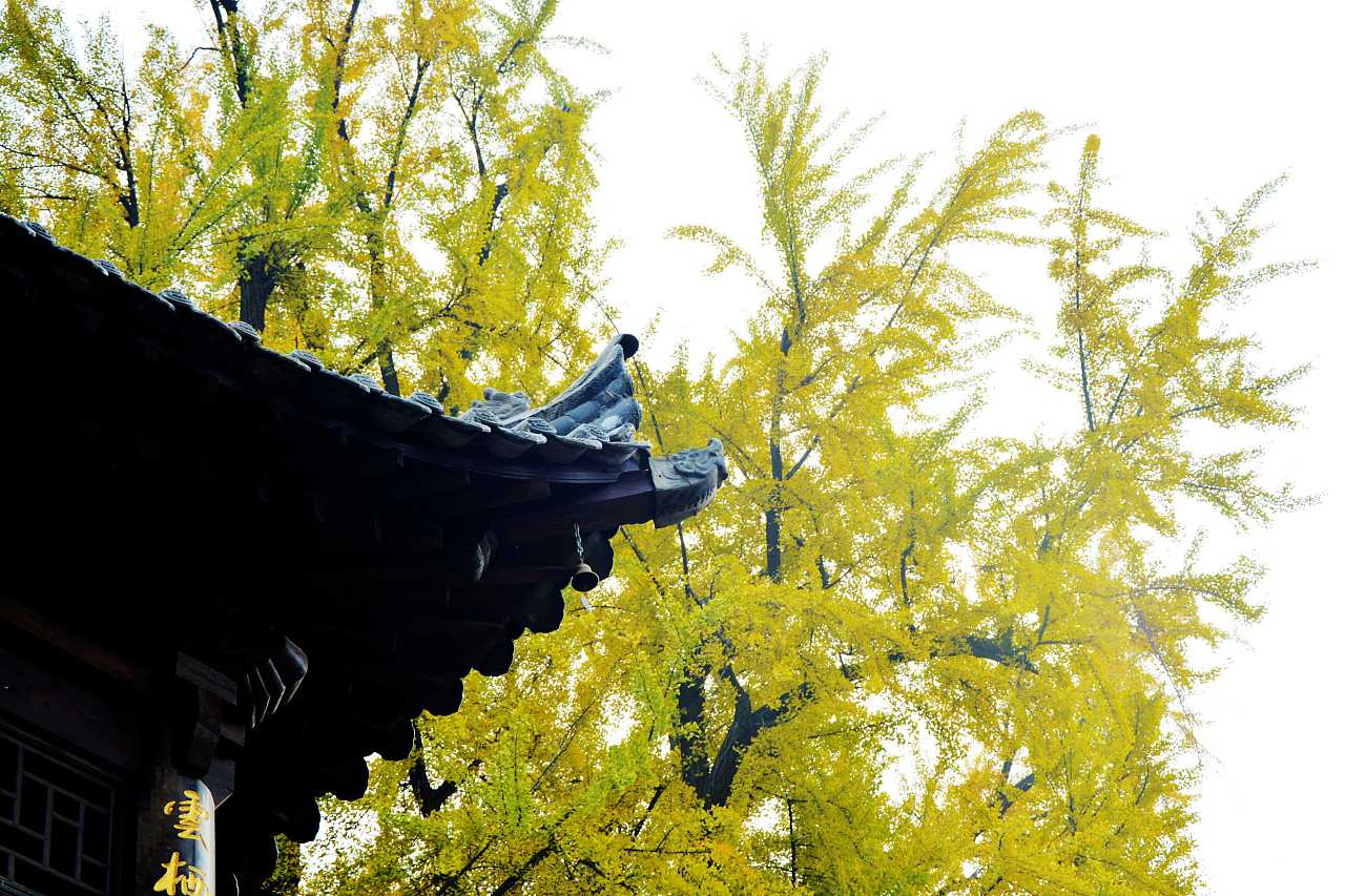 西安古观音禅寺