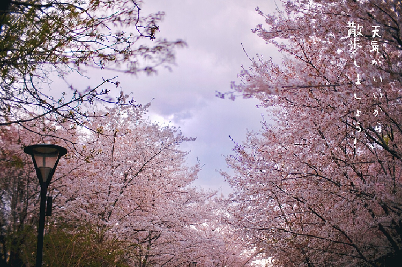 【春见樱花节】走，一起去烂漫樱花道打卡-西安交通大学新闻网