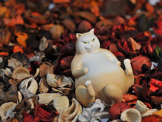 寂寞萌宠罐子 猫