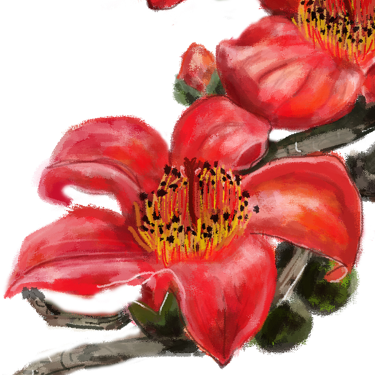 木棉花|插画|创作习作|中珊baby_原创作品-站酷zcool