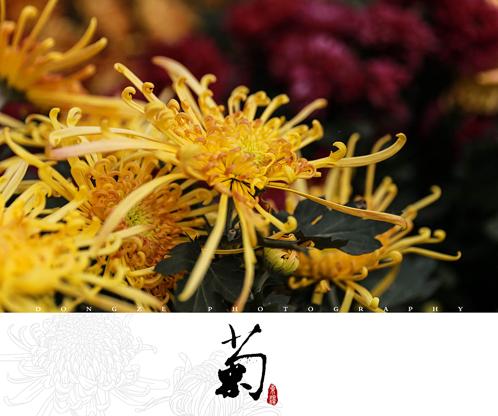 【東泽视觉】福建省第五届菊花展以及莆田市第七届盆景展