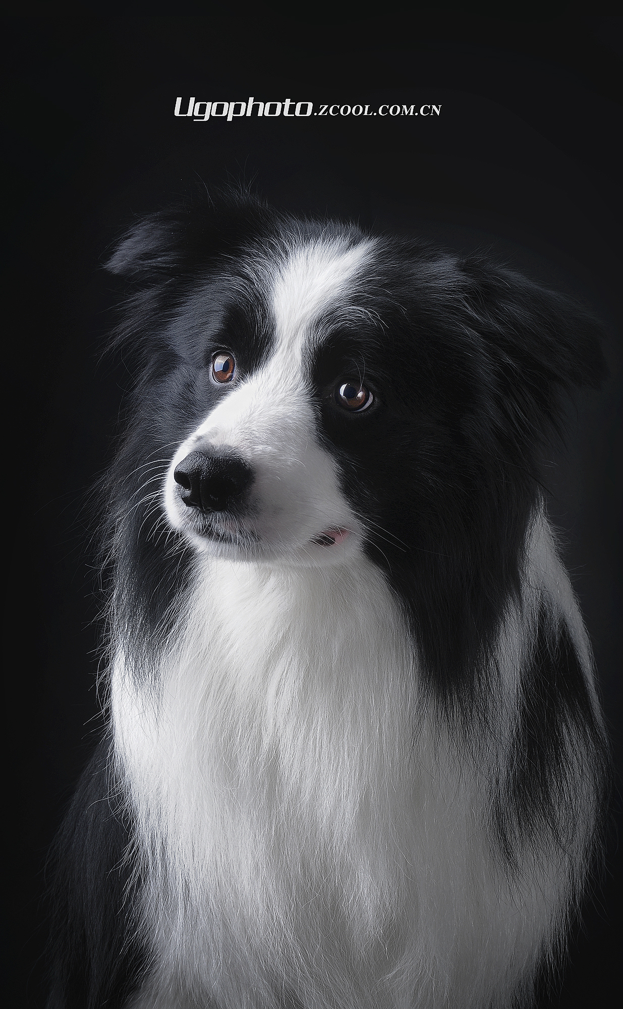 walk alone独行 【动物摄影师何某某个人作品18】