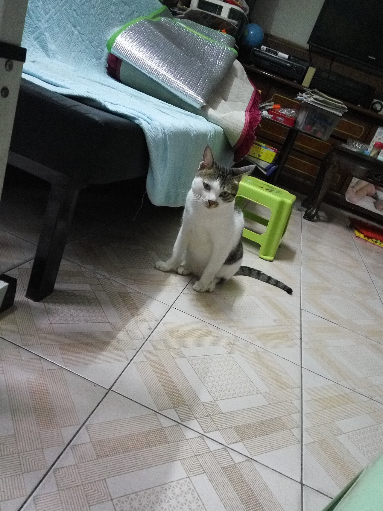 拍猫集02（图ZMTM1NTQ5NDQ0） - 宠物摄影 - 站酷设计师嘟嘟2019原创素材 - 站酷ZCOOL