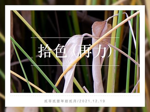 拾色（再力）