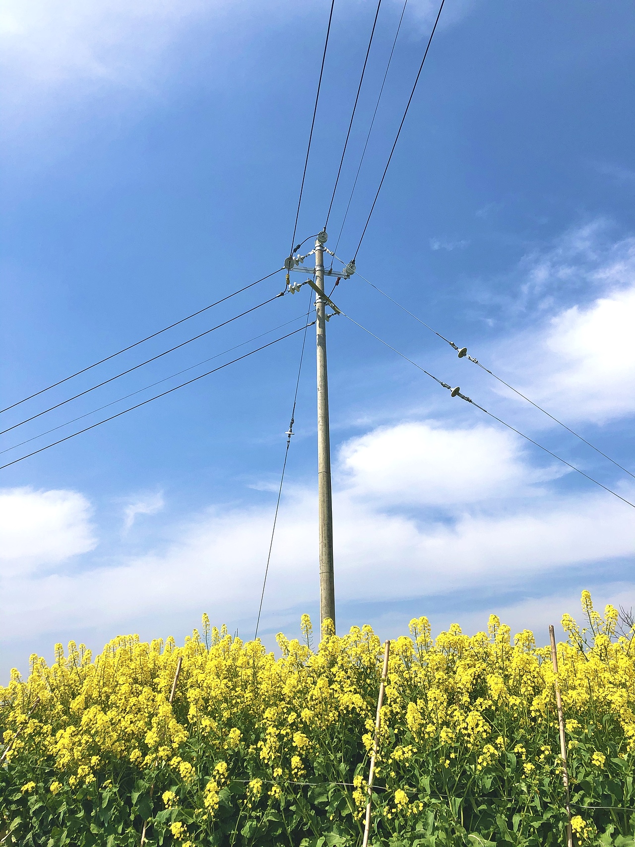 蓝天 白云 绿草 黄花