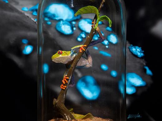 麗紅眼蛙