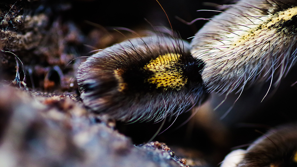 捕鸟蛛摄影（图ZMTY3NDU4OTAw） - 宠物摄影 - 站酷设计师游侠Lo原创素材 - 站酷ZCOOL