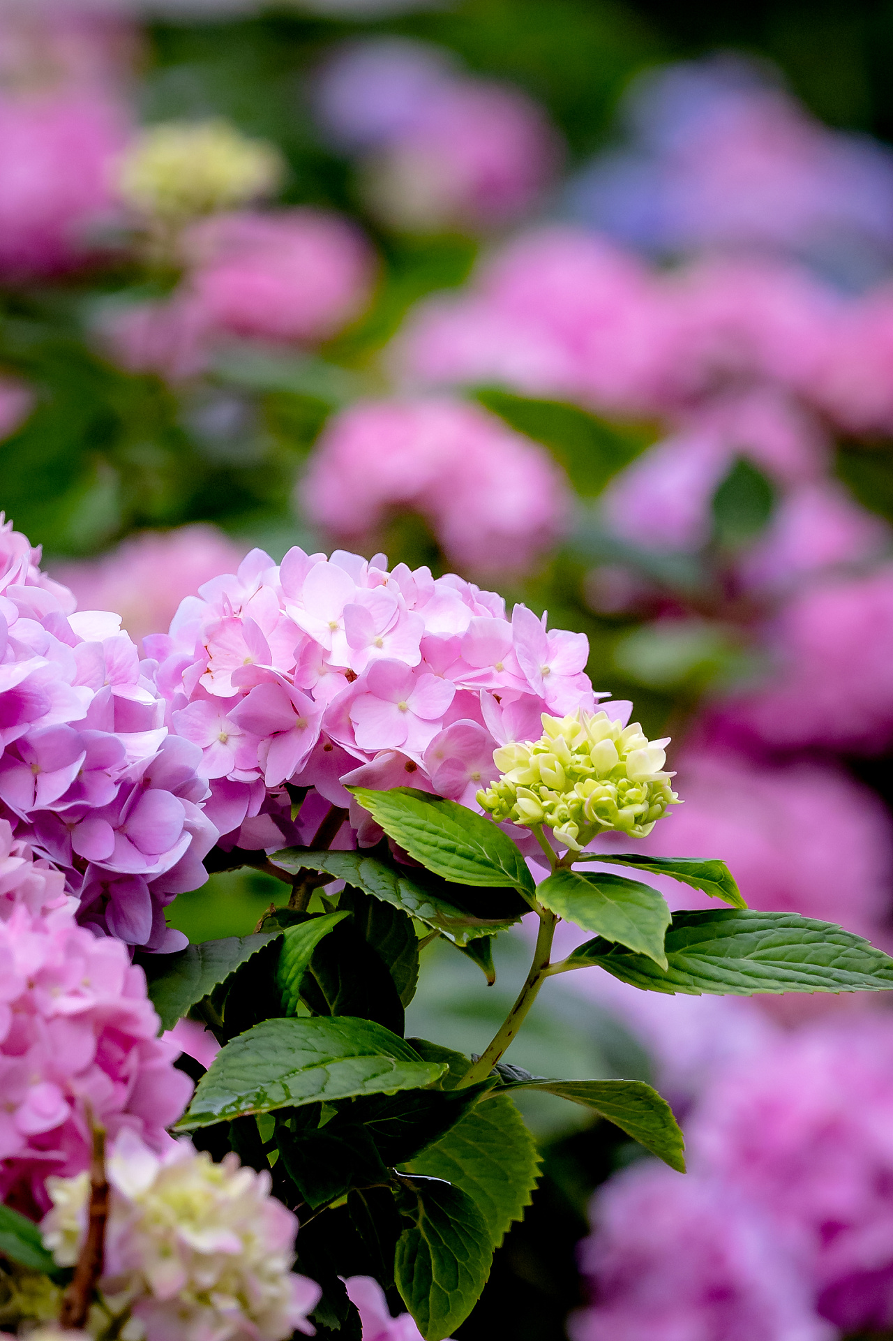 南京·熙南里·绣球花