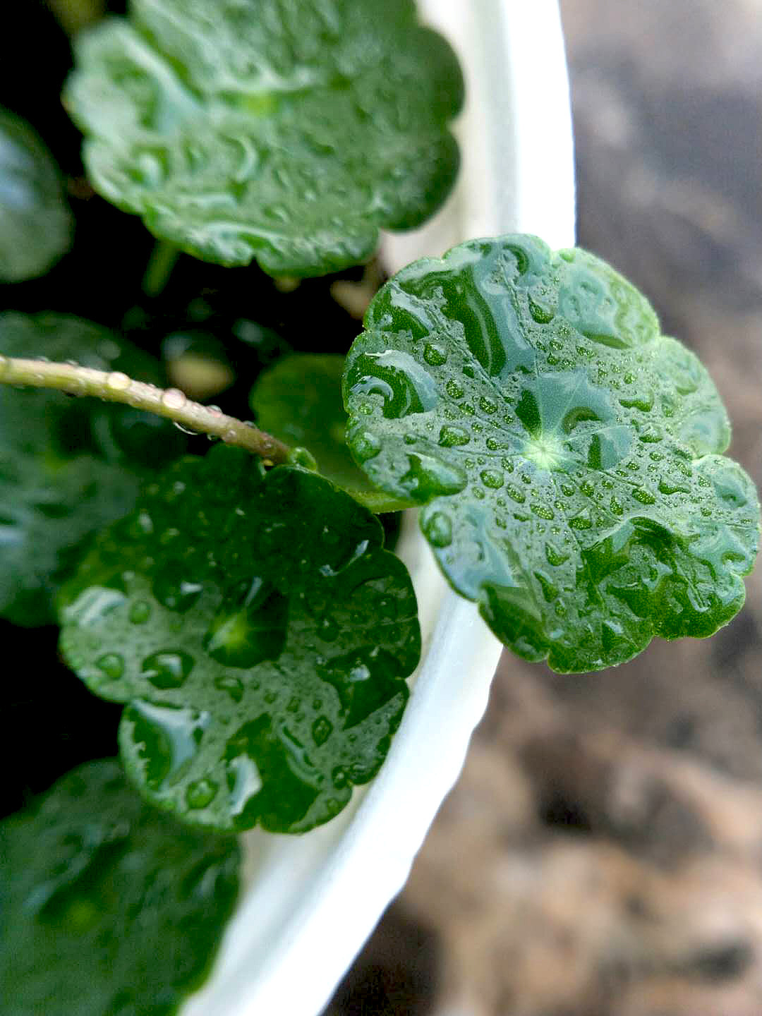 铜钱草微距（图ZMTA2MDU5Njc2） - 风光摄影 - 站酷设计师仟佰渡原创素材 - 站酷ZCOOL