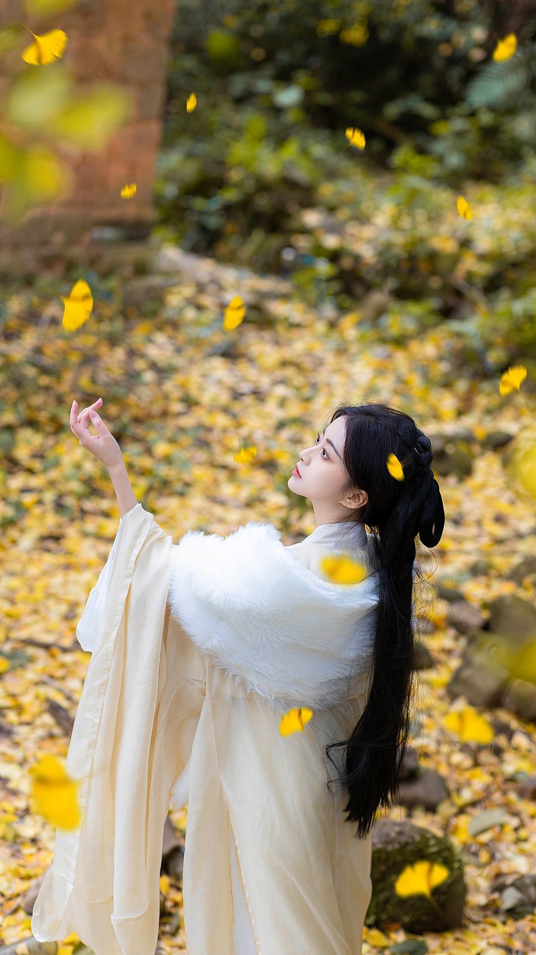 不负银杏不负秋