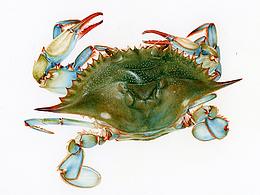 水彩海洋生物2