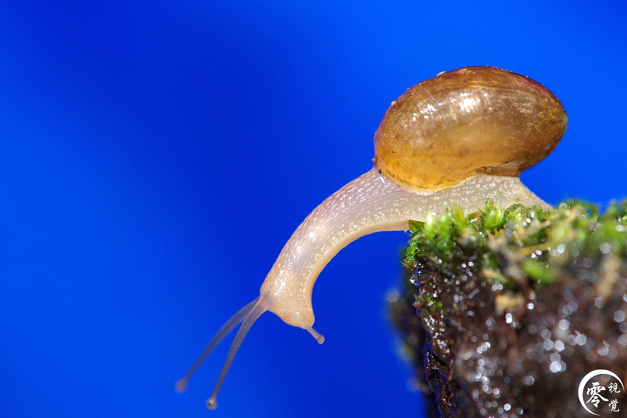 动物世界（图ZNDA1MDgyNDA=） - 宠物摄影 - 站酷设计师零视觉创意原创素材 - 站酷ZCOOL