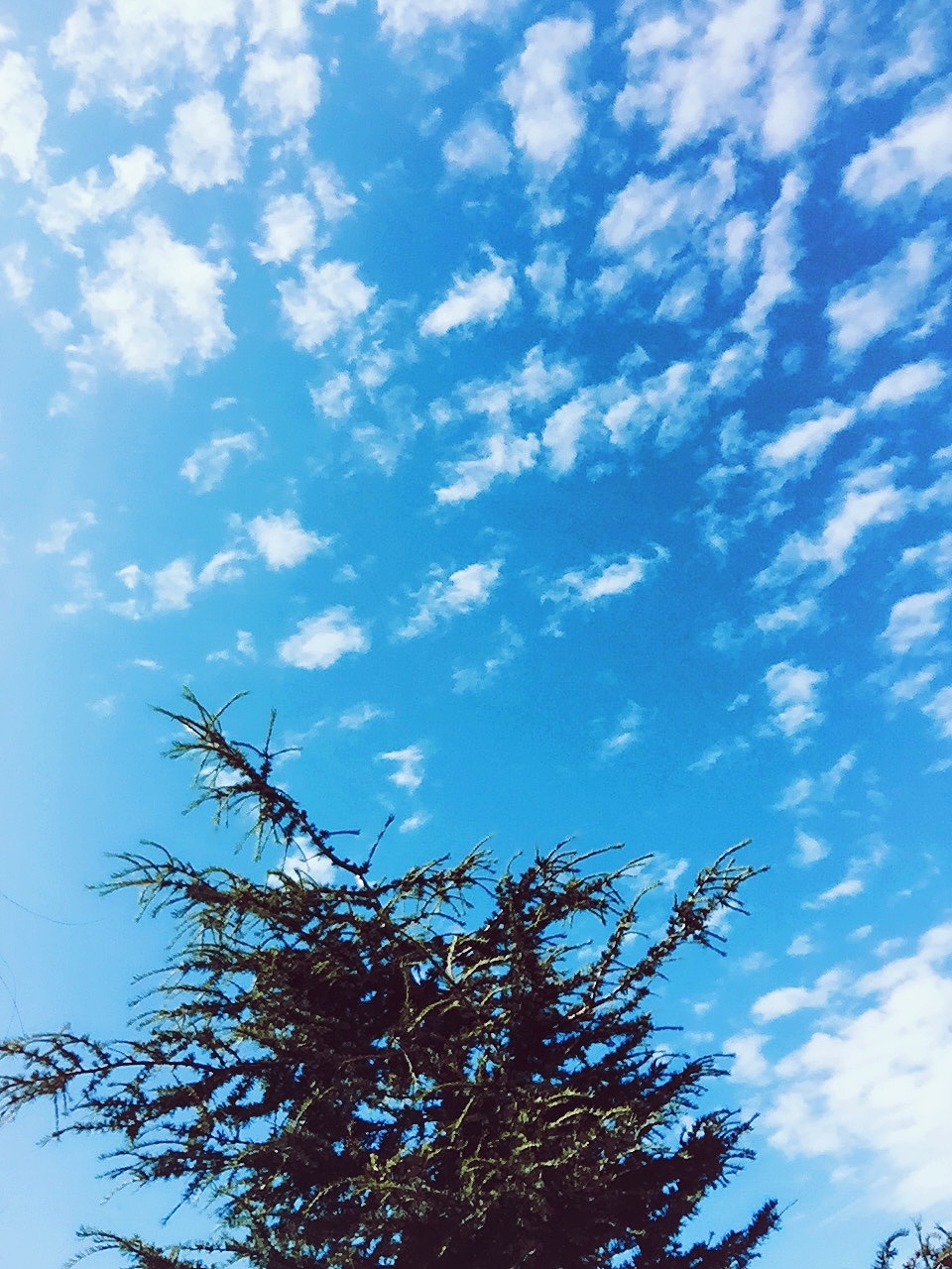 天苍苍、野茫茫