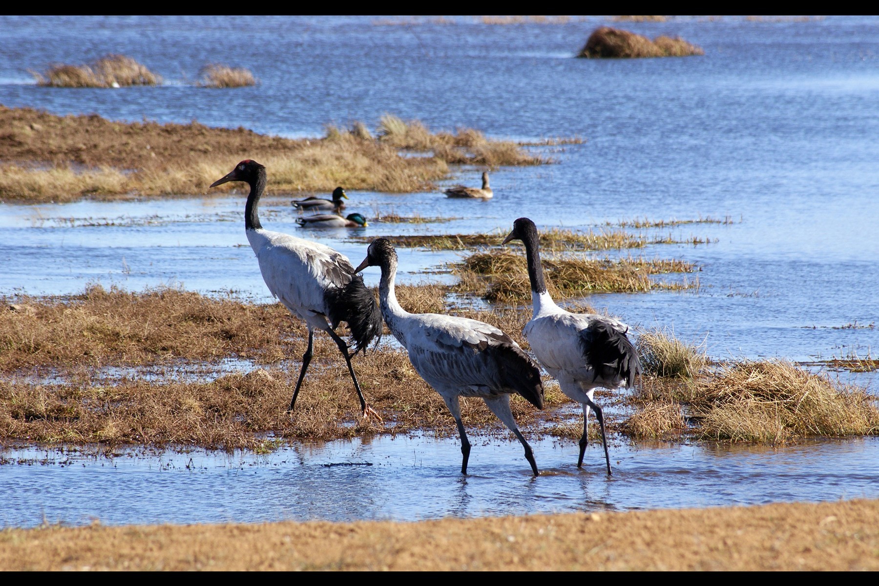 东部黑颈鹤越冬种群正在向大山包集结 _湿地保护_www.shidicn.com