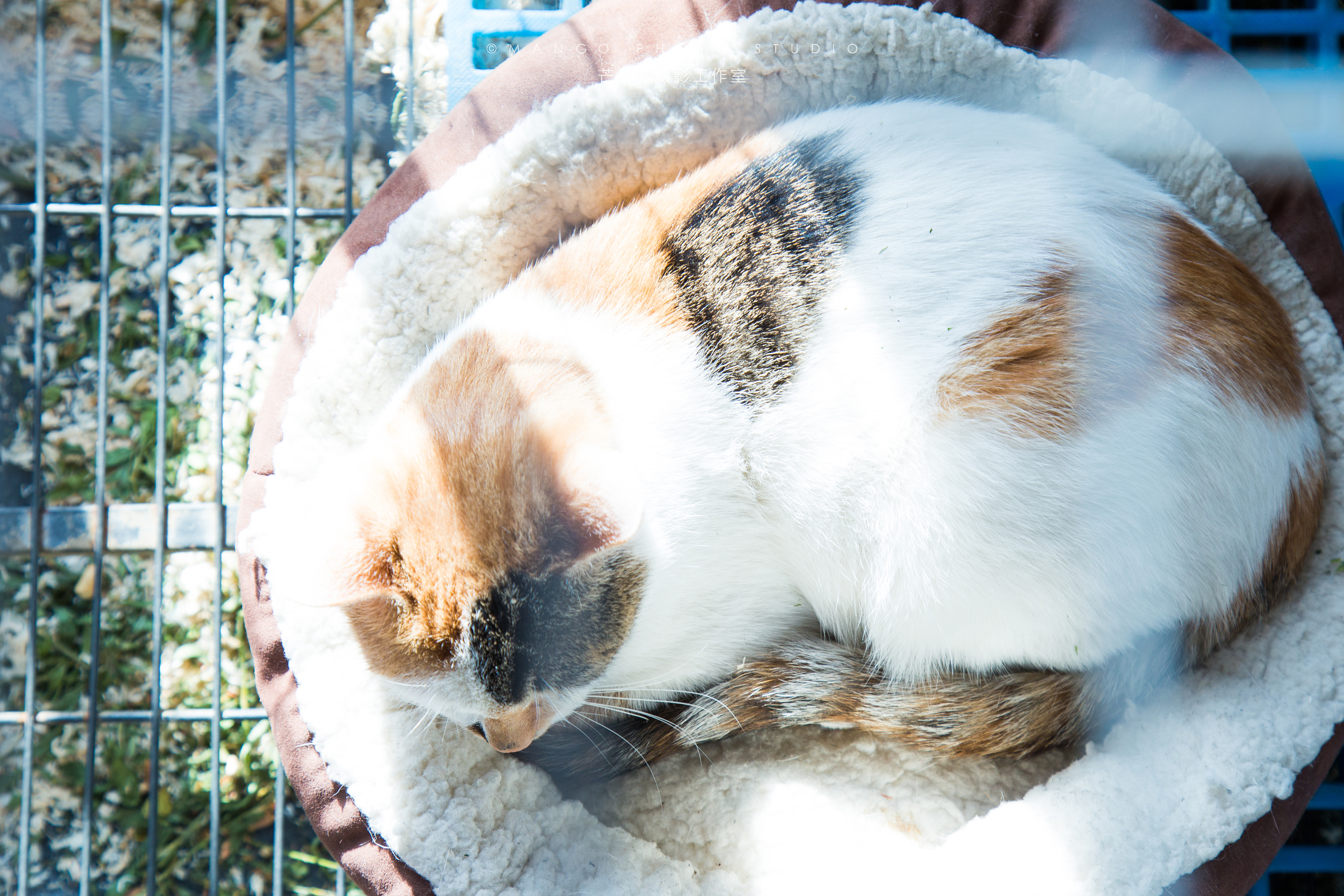 bingo!遇见"斑花"