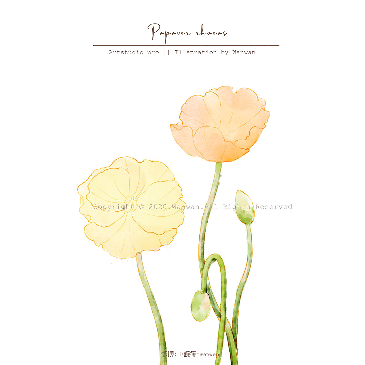 iPad 水彩插画-虞美人