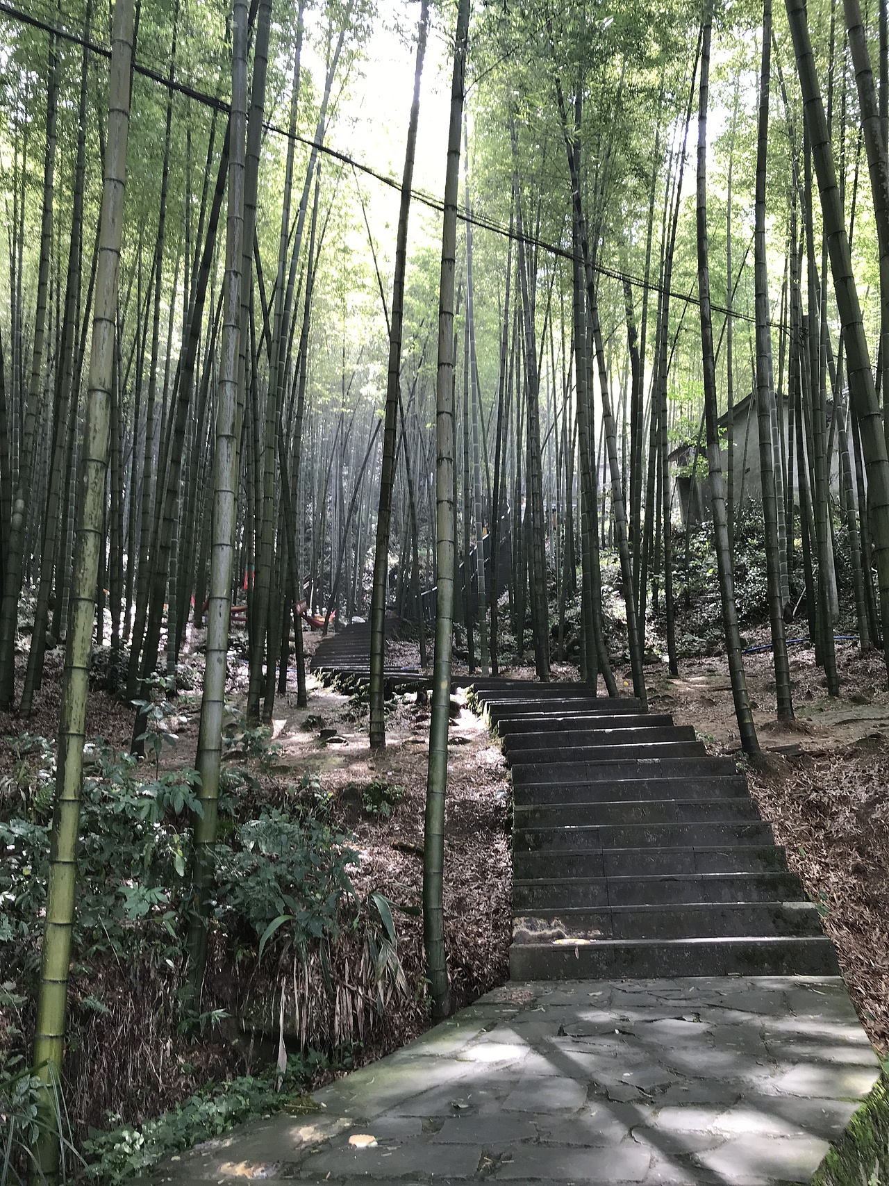 茶山竹海（图ZMTI0MDUxMjE2） - 风光摄影 - 站酷设计师一个大变态原创素材 - 站酷ZCOOL