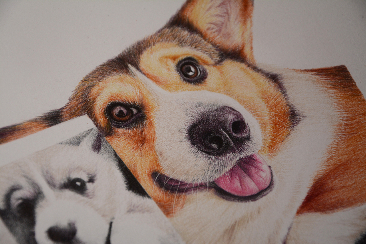 彩铅柯基|插画|创作习作|熟儿_原创作品-站酷zcool