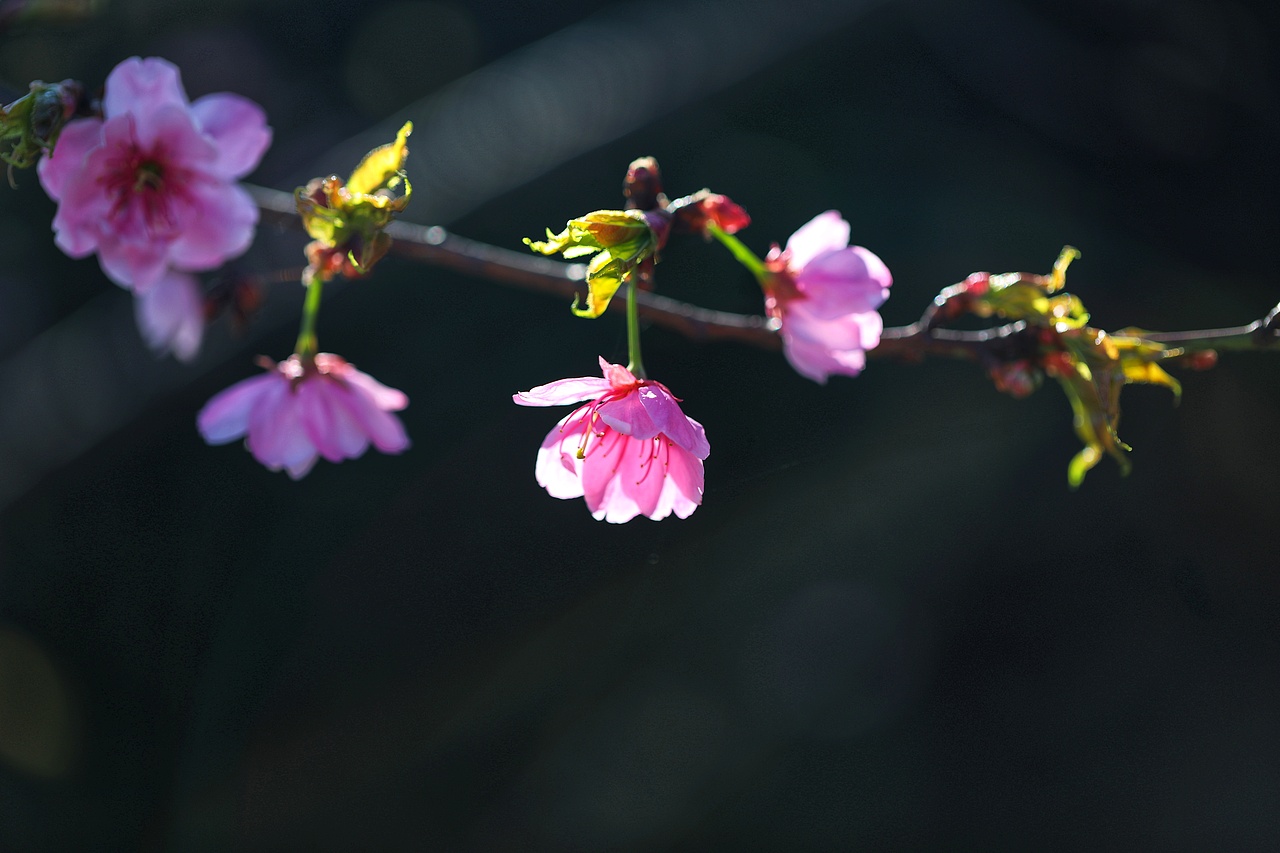 云之南花季（图ZMTA3MjM3MjE2） - 风光摄影 - 站酷设计师源起原创素材 - 站酷ZCOOL