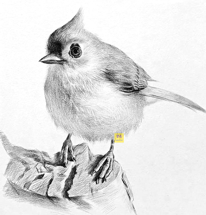 素描小鸟绘画详细步骤