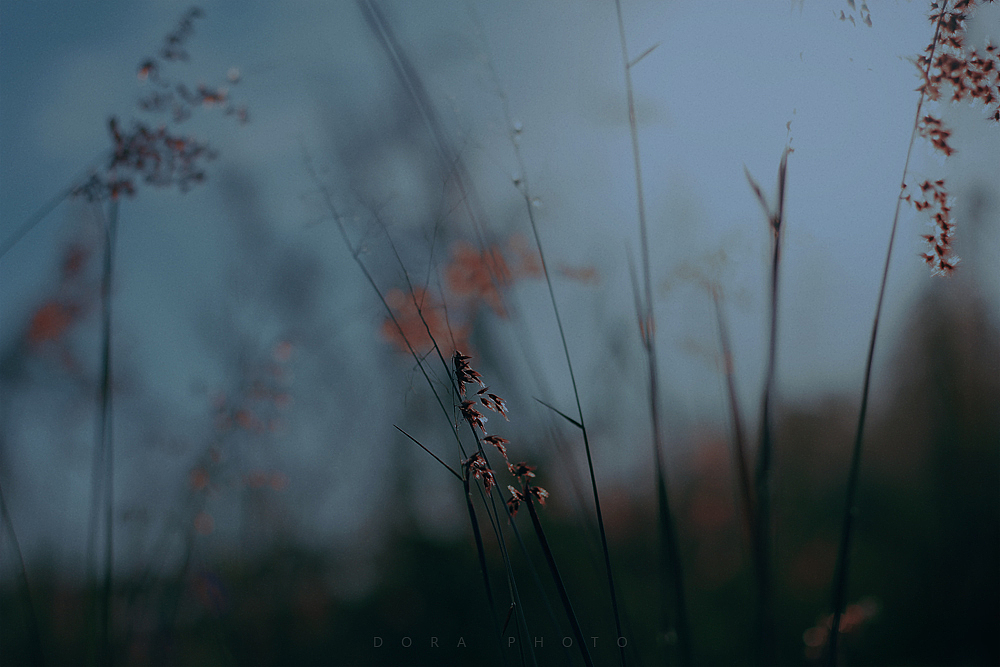 微风的叙事无声的独白（图ZMzI3MDM1Mzk2） - 其他摄影 - 站酷设计师朵拉影像原创素材 - 站酷ZCOOL