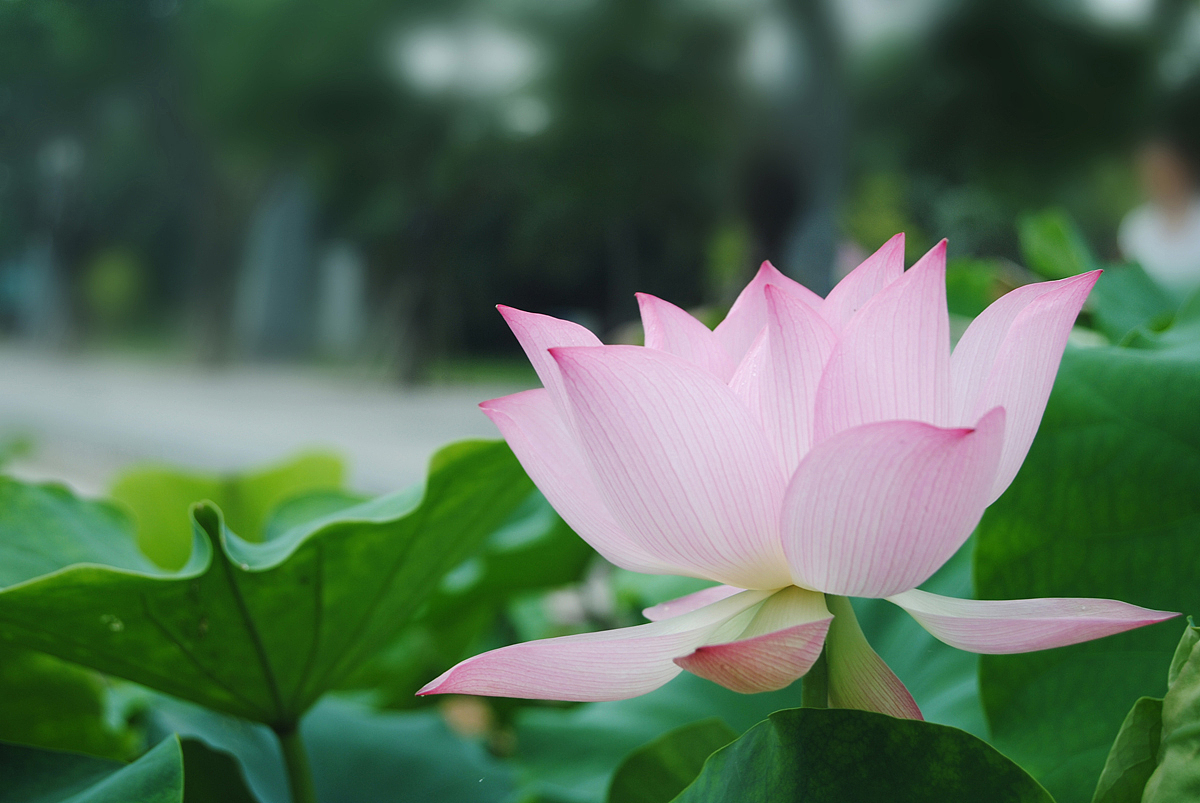 厦门园博苑端午荷花(2013.6.11)