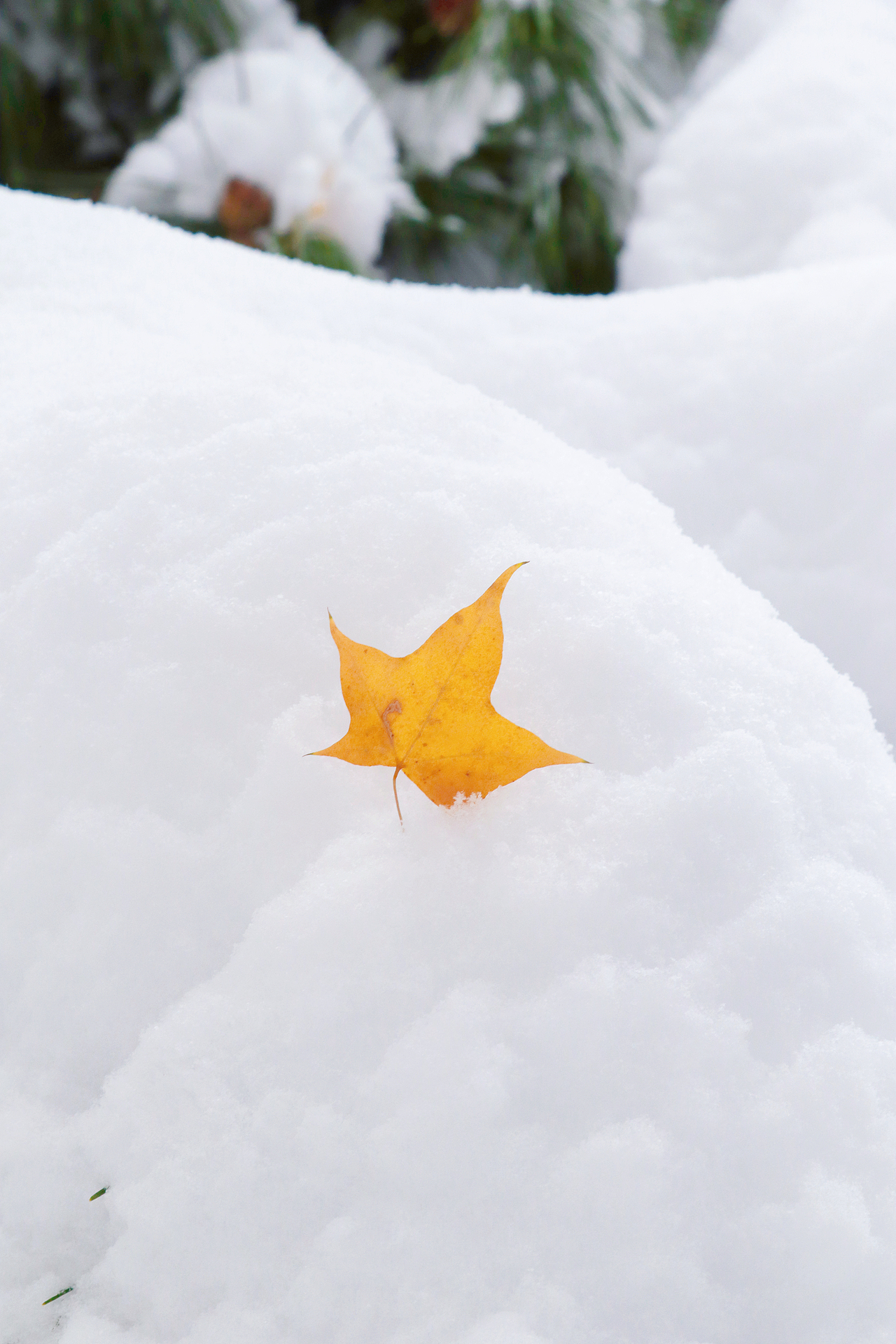 东北的第一场雪，好大。（图ZMjc3NDc2NzY4） - 风光摄影 - 站酷设计师赵彦夫原创素材 - 站酷ZCOOL