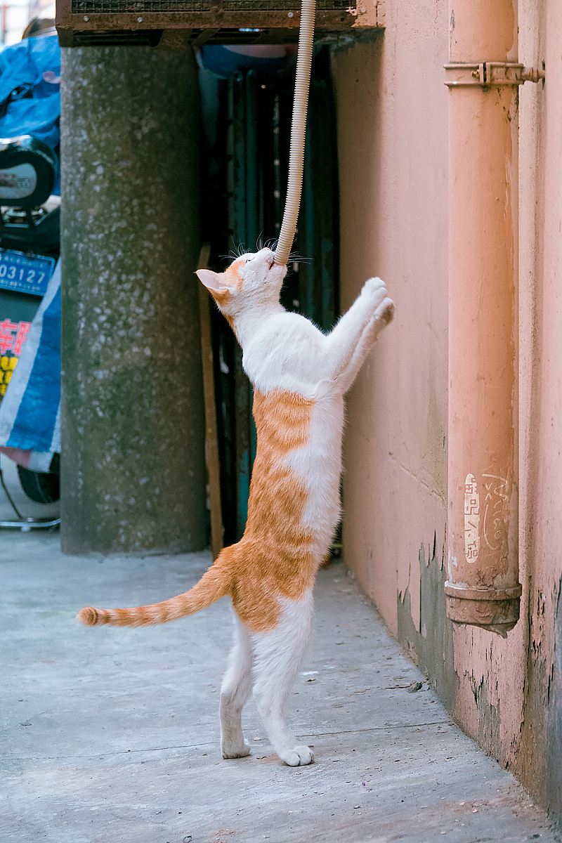 走街串巷寻拍一整年，只为这20张可爱的猫咪萌照！（图ZMTAxODIyNDE2） - 宠物摄影 - 站酷设计师喵呜不停原创素材 - 站酷ZCOOL