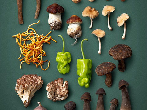 科默农业🍄野生菌拍摄