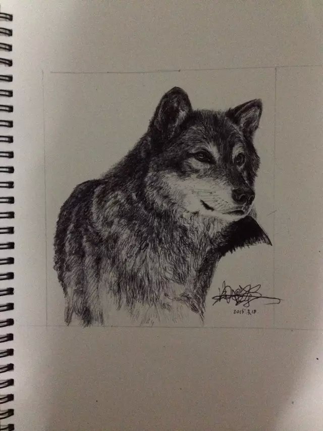 圆珠笔画《狼》