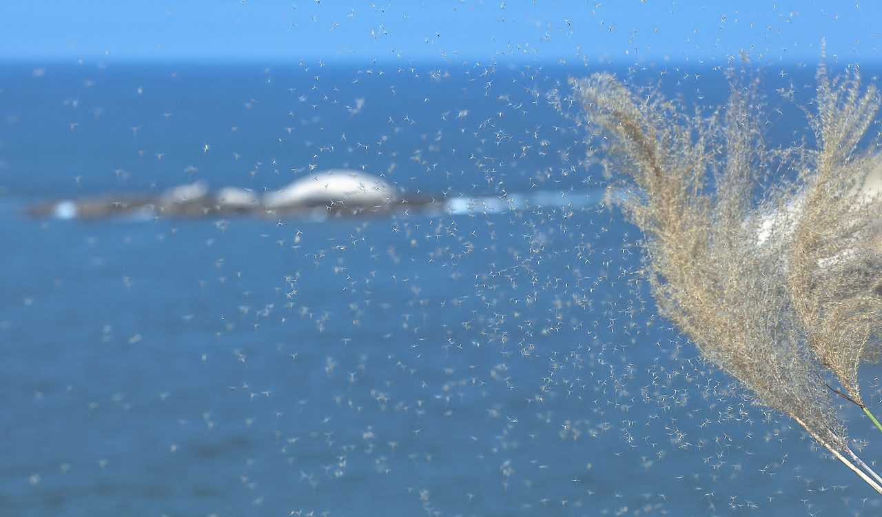 自然风光,东极岛,海景,灯塔,夕阳,荧光海