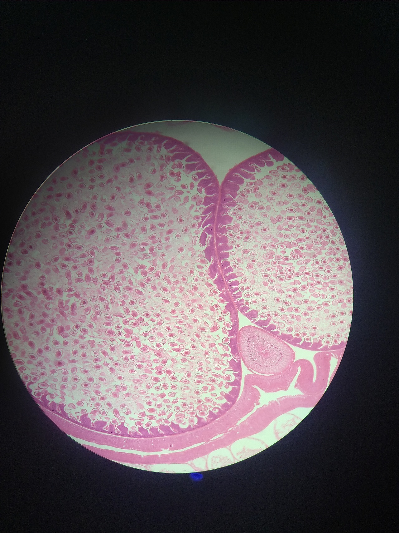 生物细胞观察（图ZMjQ0NDk0Njgw） - 风光摄影 - 站酷设计师SGEJWJ原创素材 - 站酷ZCOOL