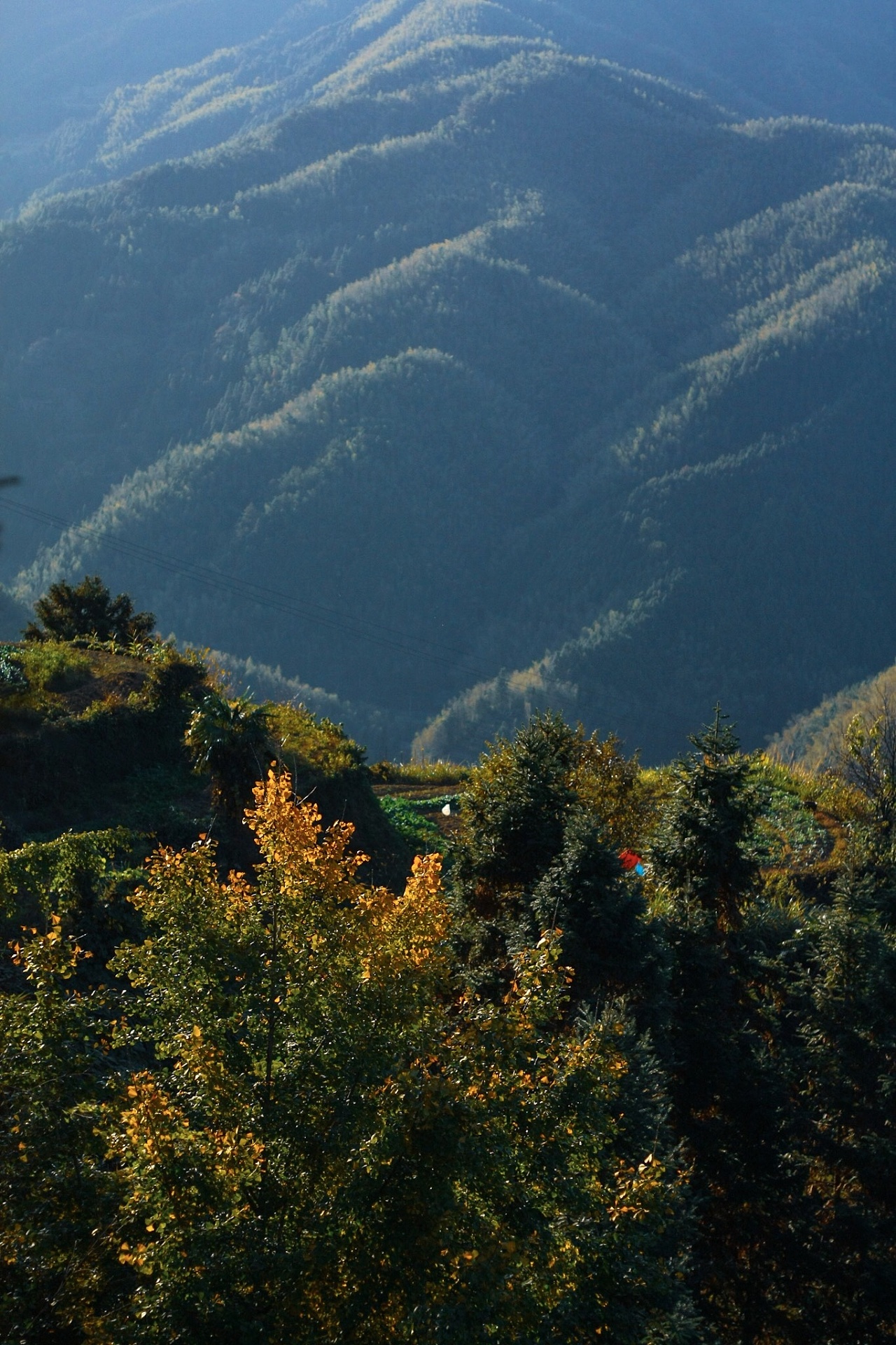凝烟暮景·木梨 
