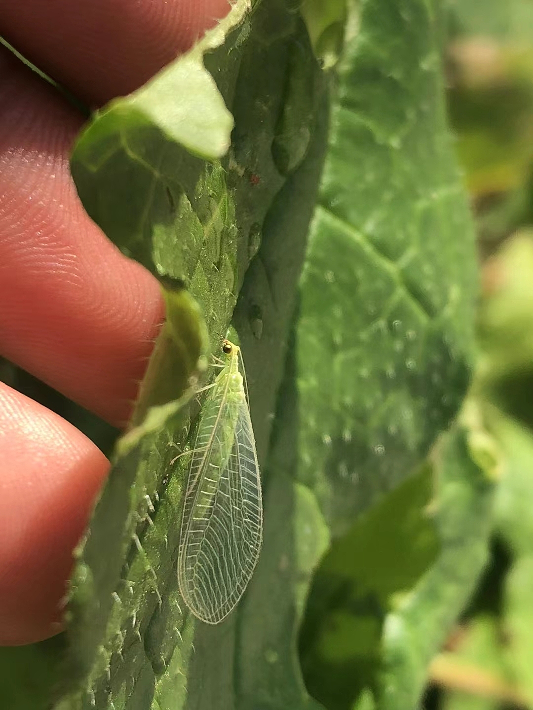 植物与昆虫朋友们！