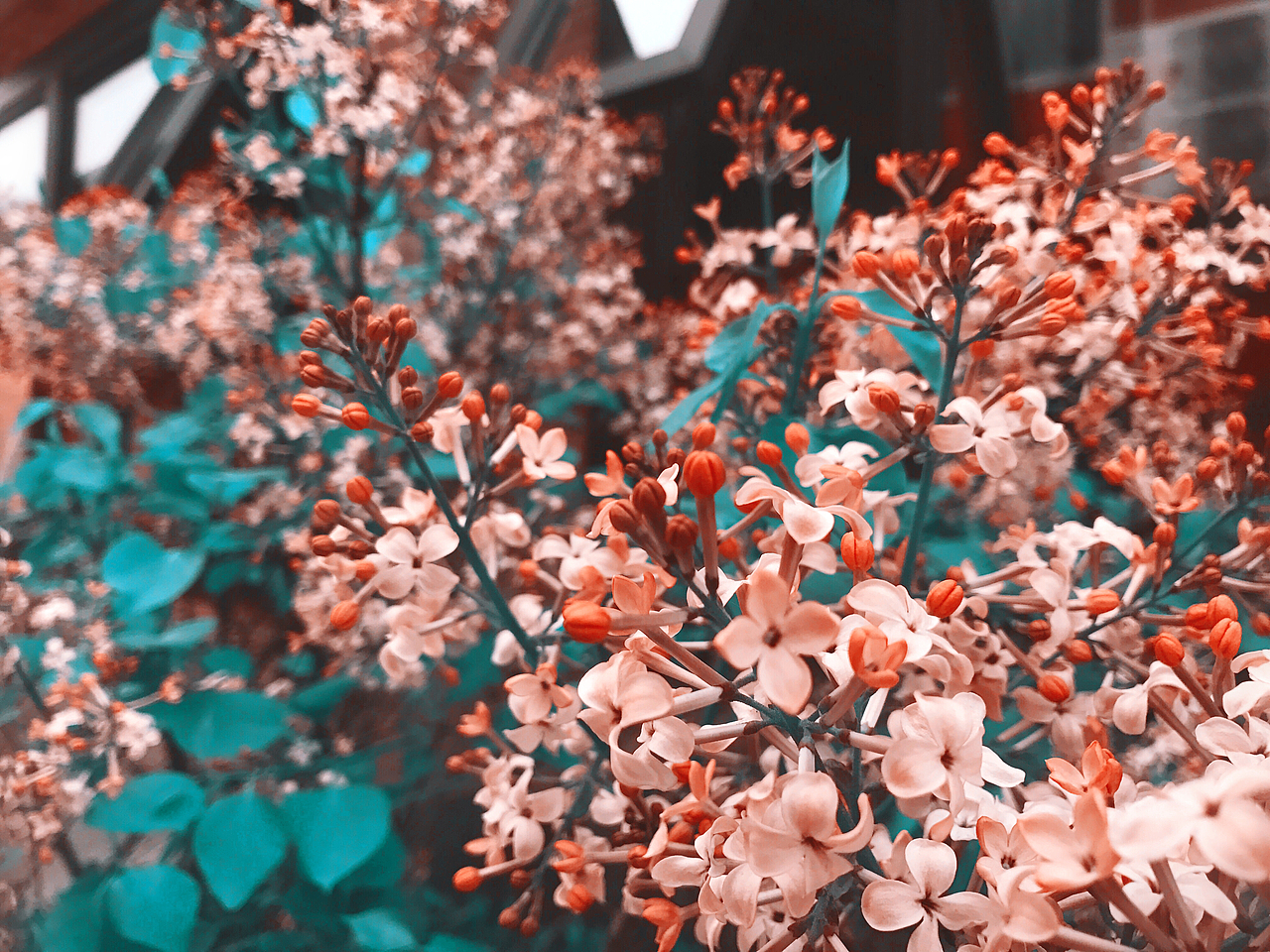 花花草草（图ZMTA2NjAyMjY0） - 人文/纪实摄影 - 站酷设计师IHWI原创素材 - 站酷ZCOOL
