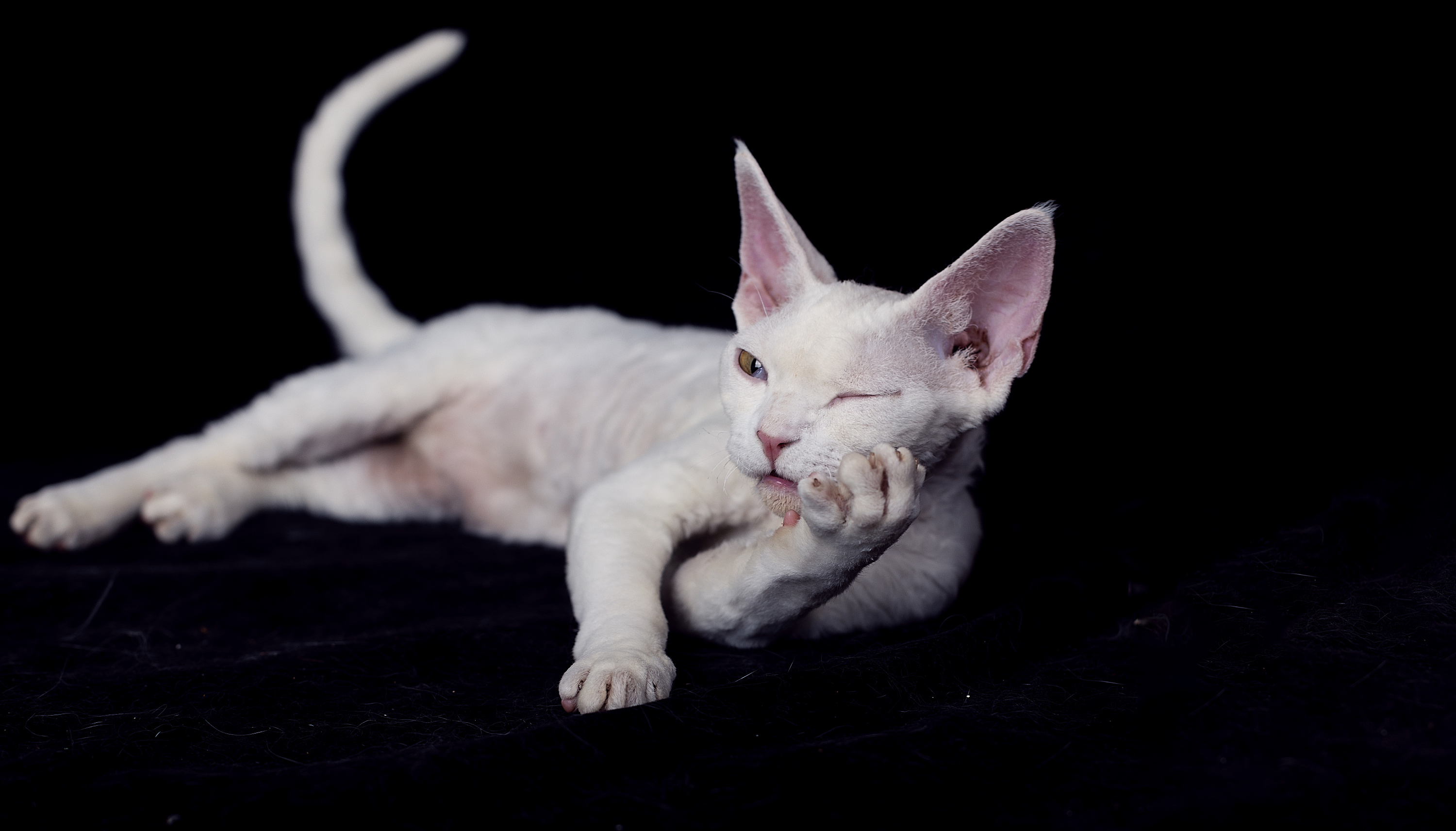 牙疼的德文卷毛猫