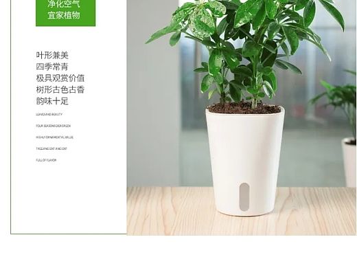 鲜花详情页