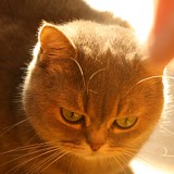 猫猫要淘气的头像