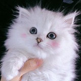阿喃喃喃的头像