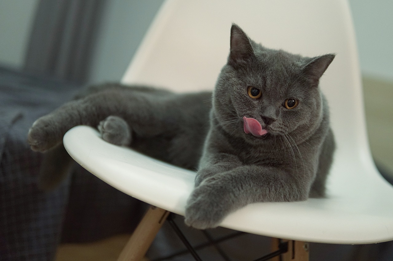 他和他的猫