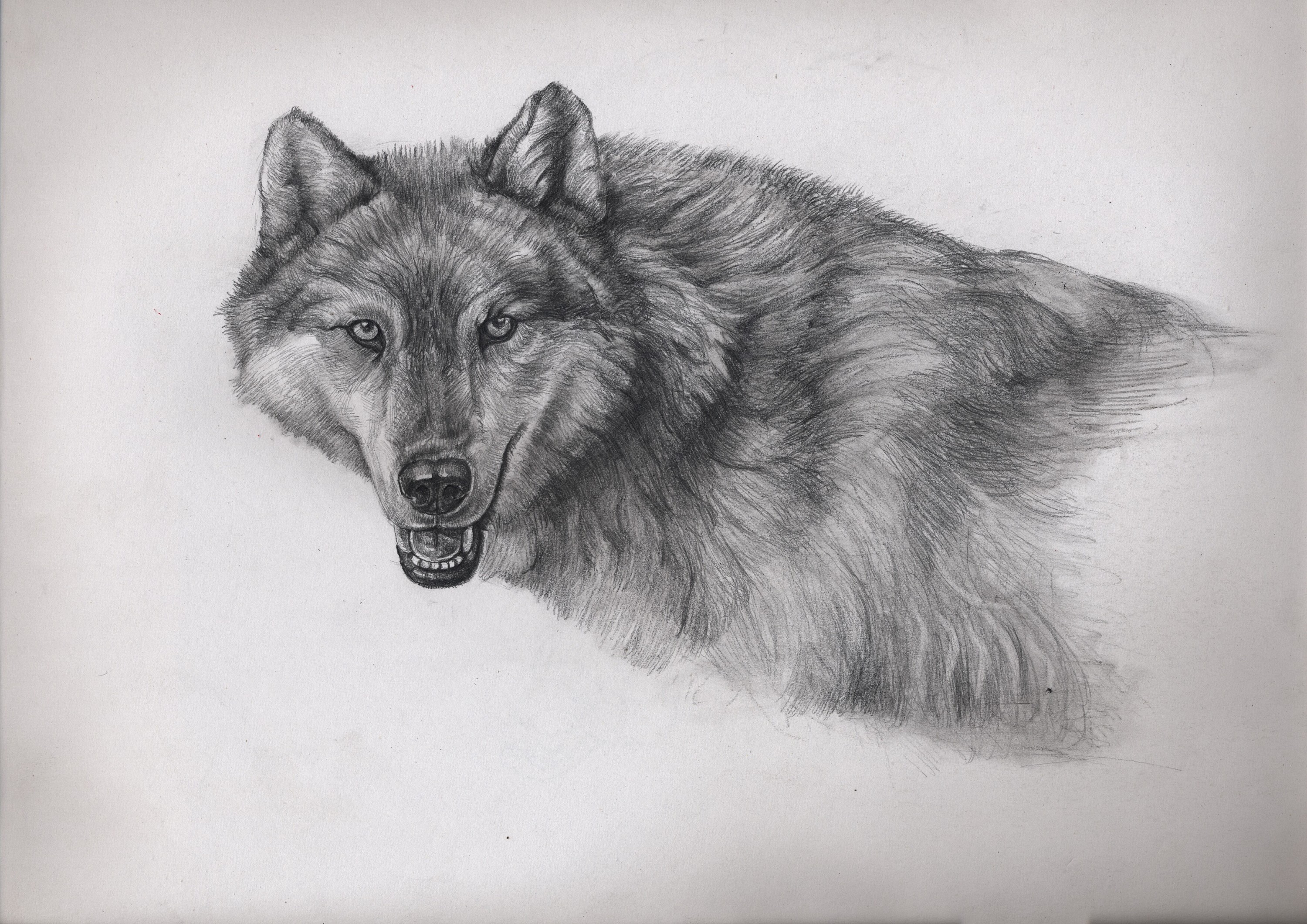 帅气的灰狼简笔画 帅气的灰狼的简笔画_简笔画-绘画者图库