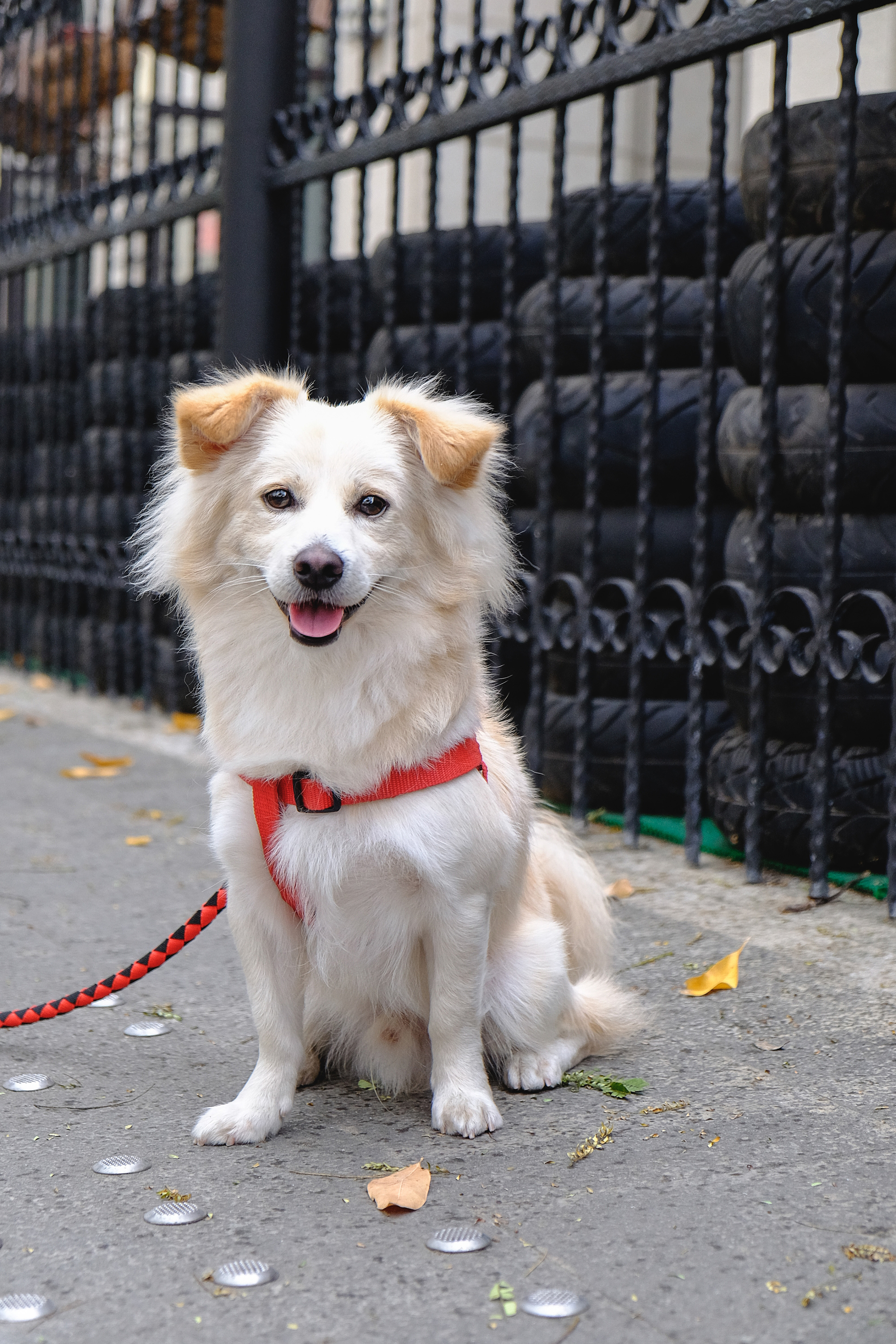 带狗狗散步的悠闲午后