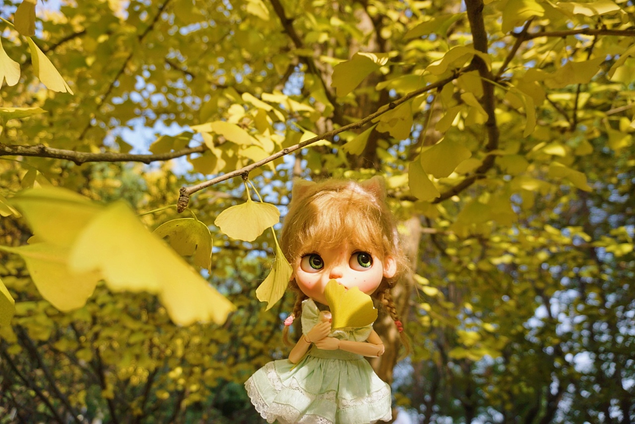 blythe 银杏物语