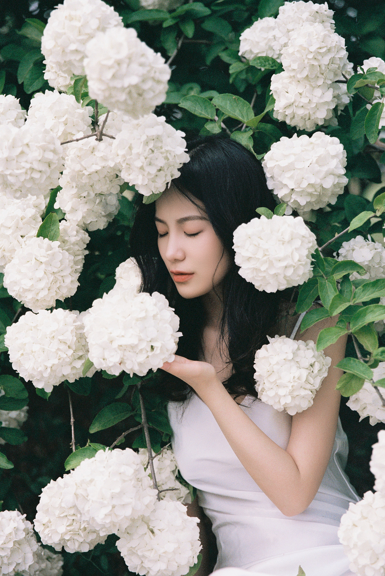 四月的木绣球（图ZMzIxMzc4NDI4） - 人像摄影 - 站酷设计师北秋白_原创素材 - 站酷ZCOOL