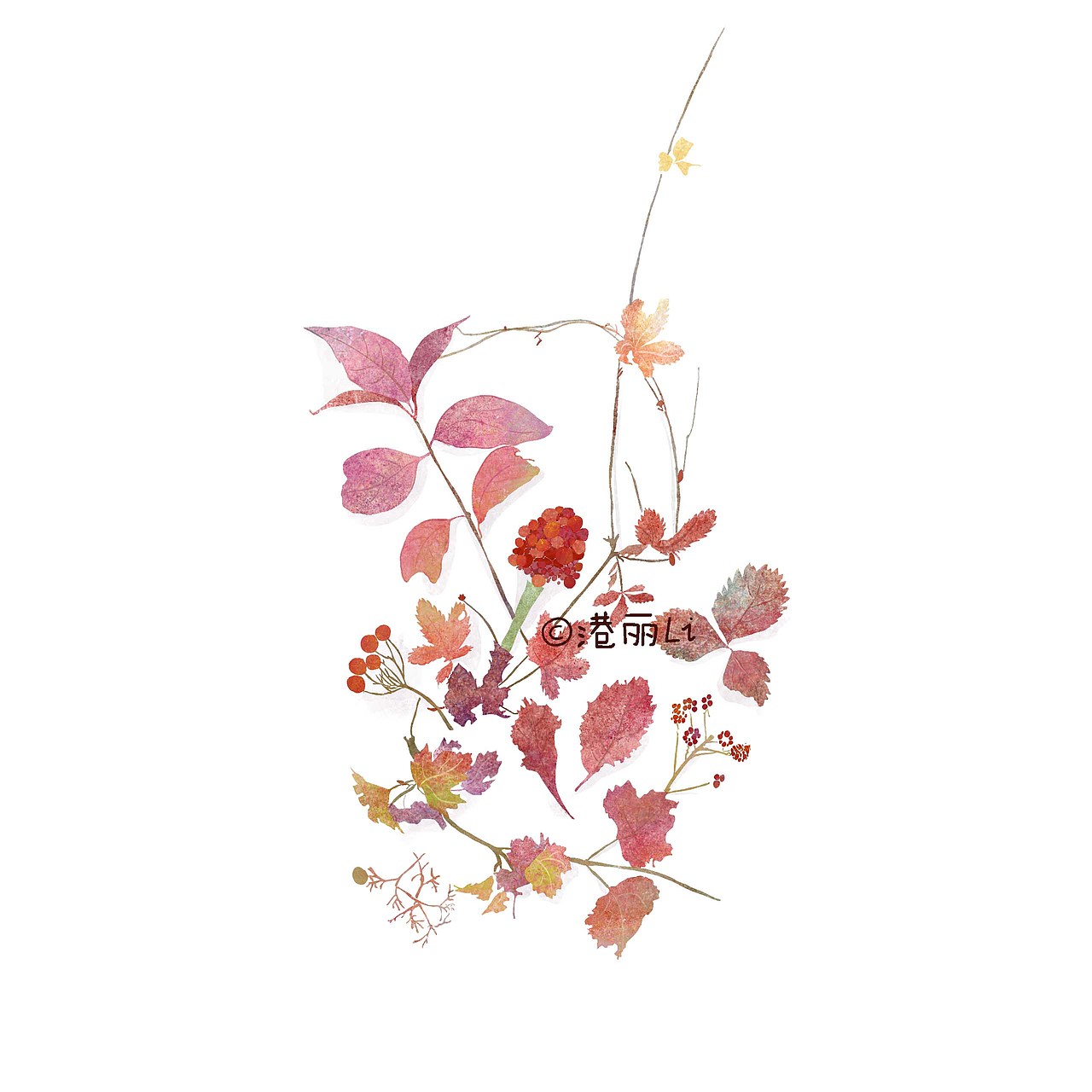 植物插画系列（图ZMTEzMTk1MTIw） - 艺术插画 - 站酷设计师Gangli港丽丽原创素材 - 站酷ZCOOL