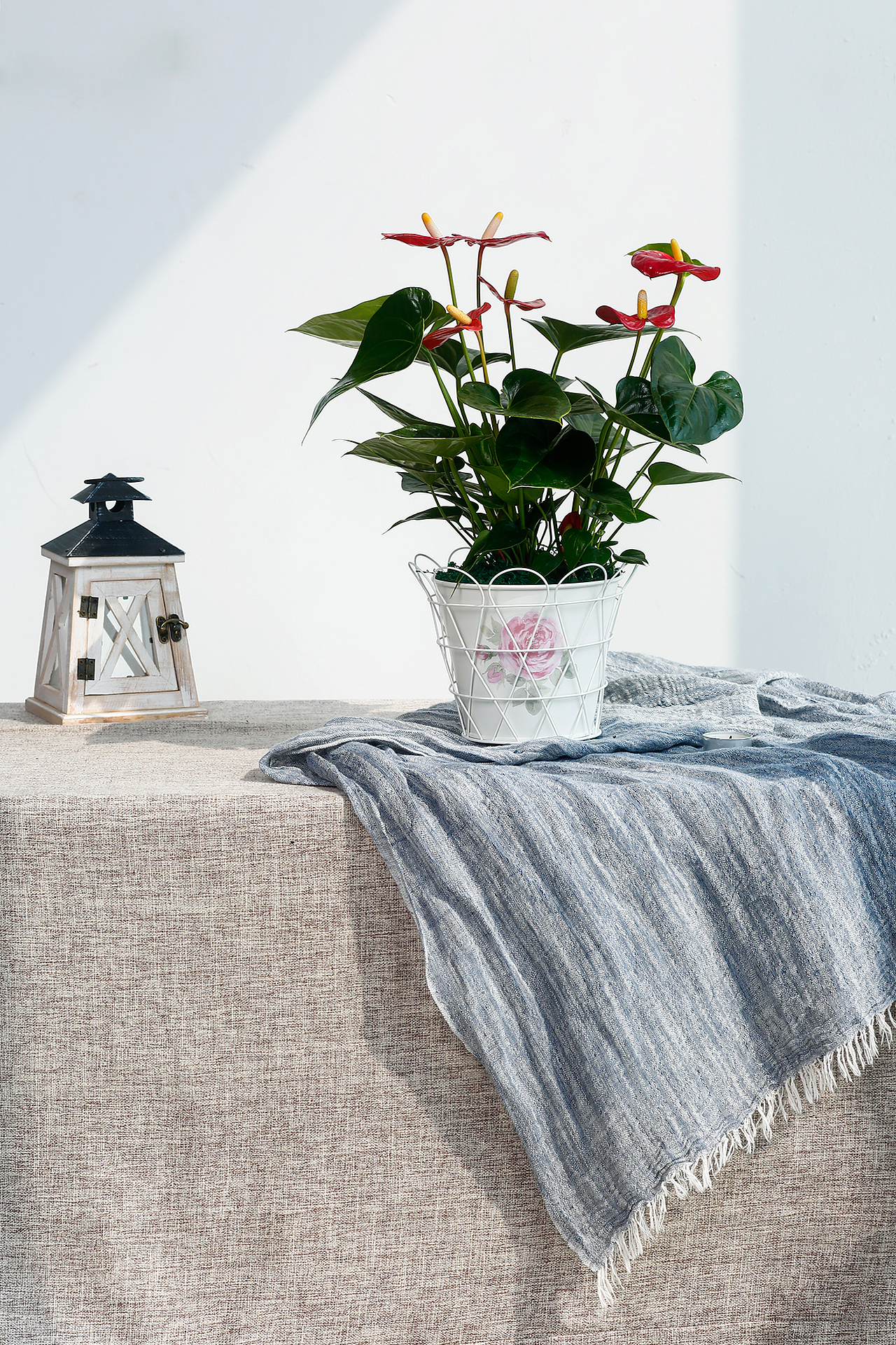 植物花卉拍摄（图ZMTIxNDU4MTc2） - 产品摄影 - 站酷设计师天马行天涯原创素材 - 站酷ZCOOL