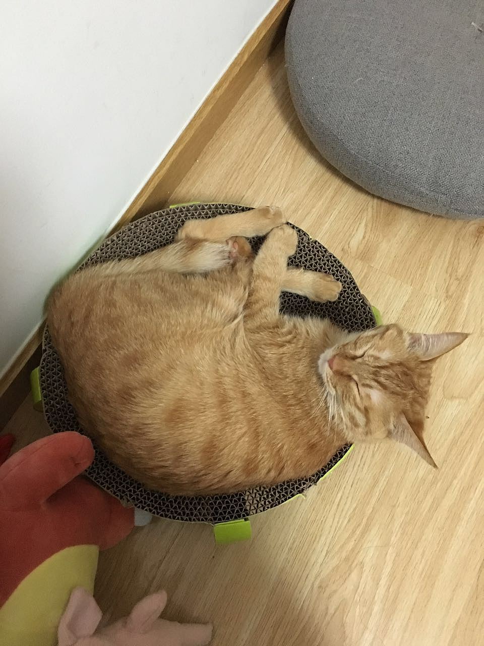 菜刀眼黄豆芽的日常（图ZODEwMzczMDQ=） - 宠物摄影 - 站酷设计师violasean原创素材 - 站酷ZCOOL