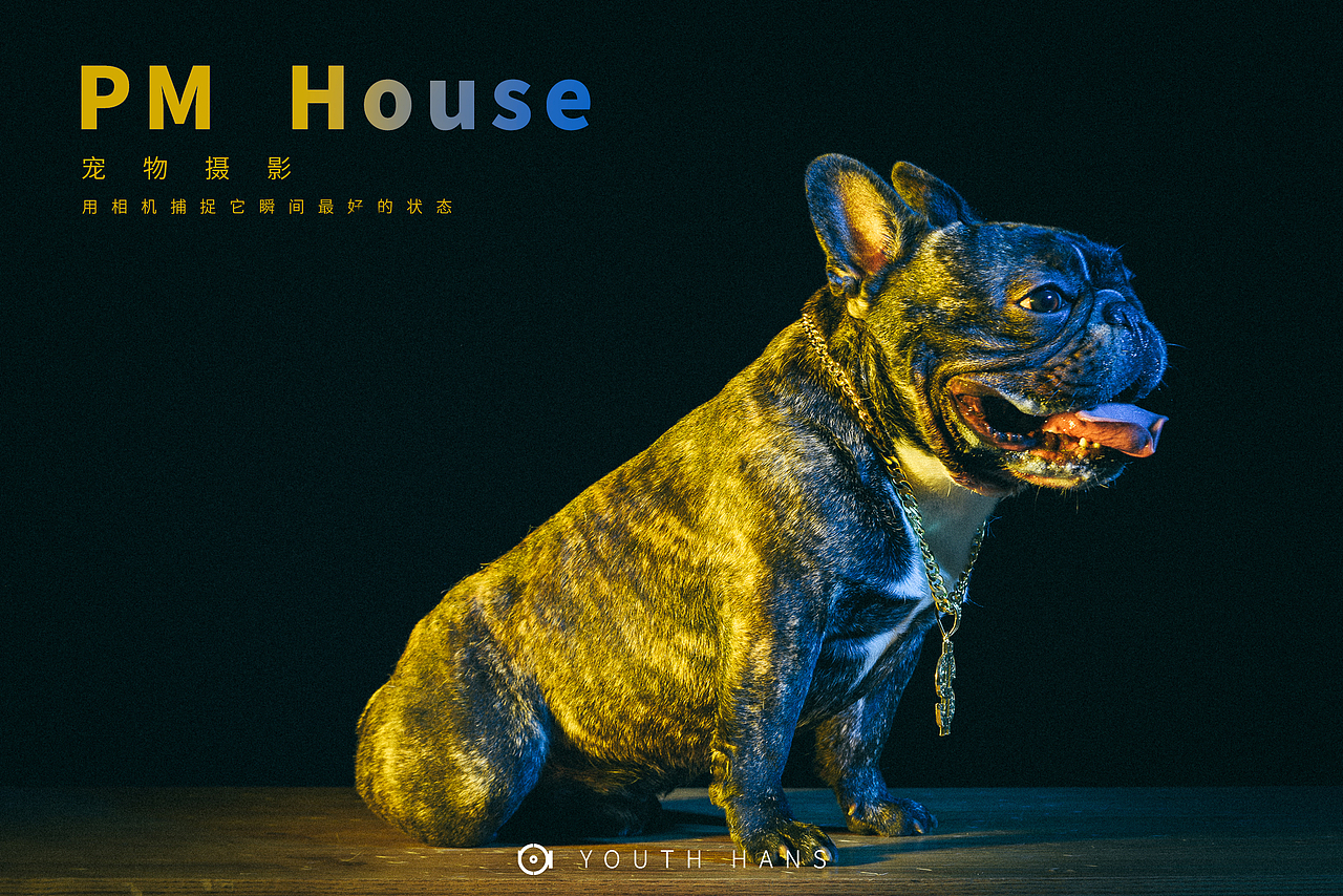 宠物摄影宣传海报