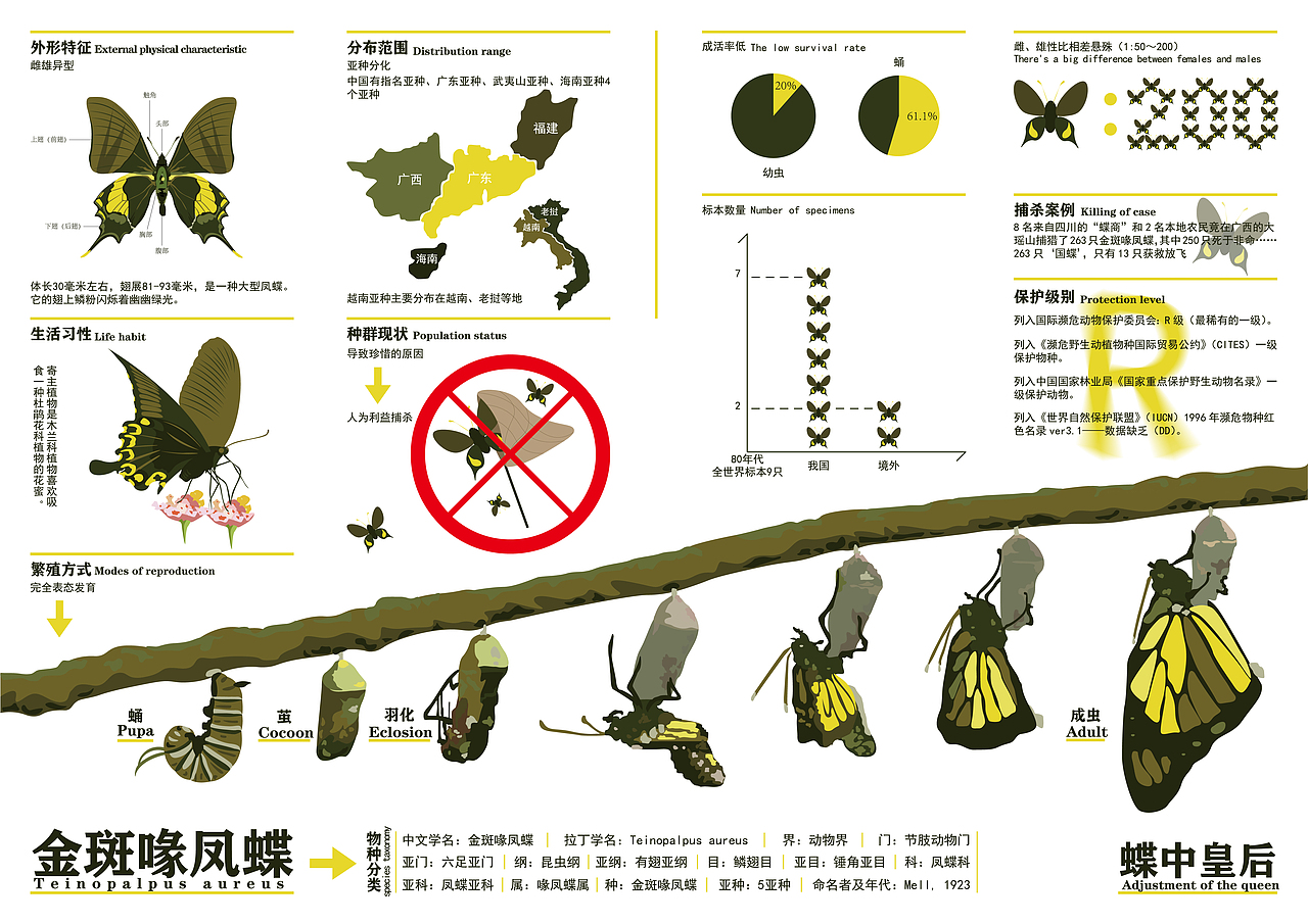 金斑喙凤蝶信息可视化（图ZMjg0NjczMTgw） - 信息图表 - 站酷设计师znou_0719原创素材 - 站酷ZCOOL